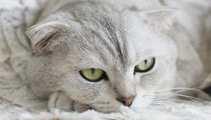 男子重伤女友后赶到长沙杀了前领导，湖南一男子3天连伤5人被执行死刑